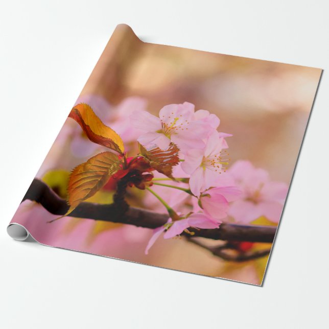 Nice Soft Pink Sakura Flower In Springtime Wrapping Paper (Unrolled)