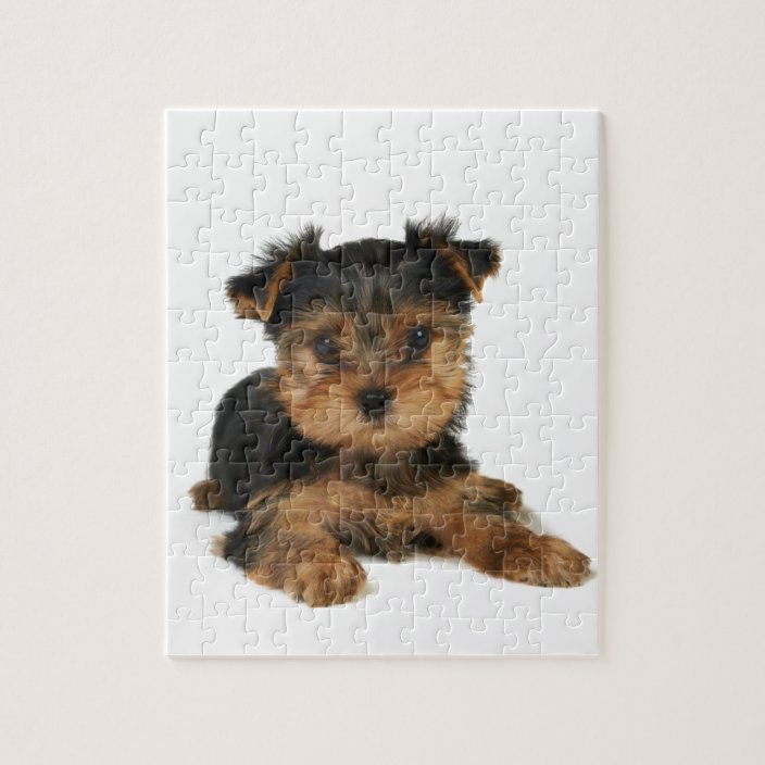 Nice yorkie jigsaw puzzle Zazzle.co.uk