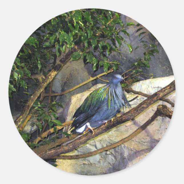 Nicobar Pigeon Classic Round Sticker (Front)