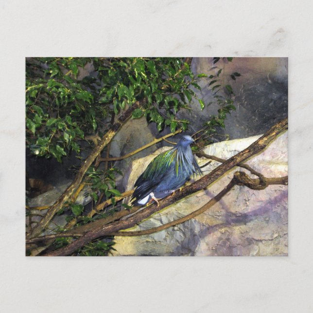 Nicobar Pigeon Postcard (Front)