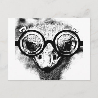 Nicolaus the ostrich in black & white graphic postcard