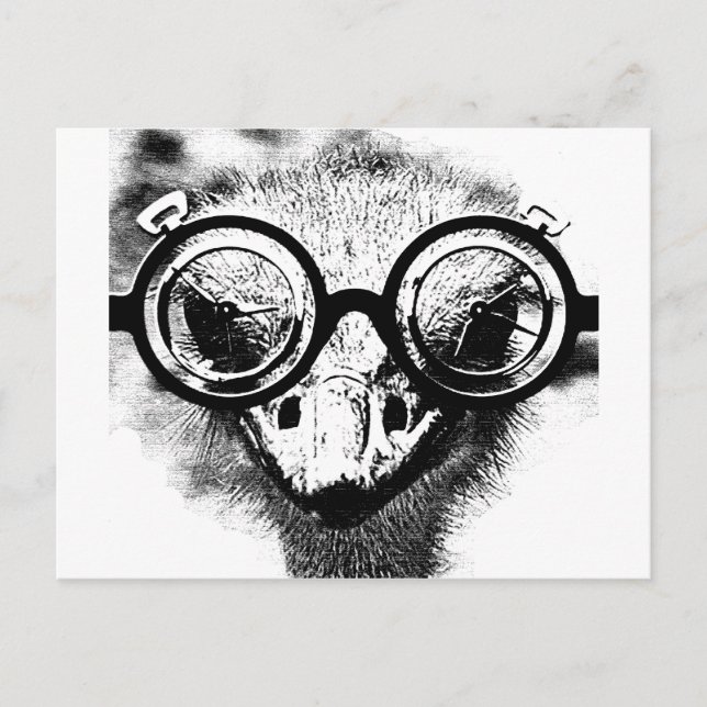 Nicolaus the ostrich in black & white graphic postcard (Front)