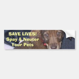 Nigel says: SAVE LIVES! Spay & NeuterYour Pets Bumper Sticker