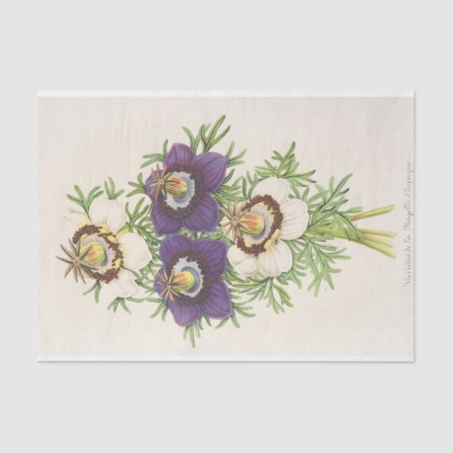 Nigella Hispanica by Charles Antoine Lemaire Tissue Paper (Front)