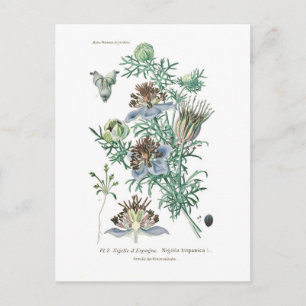 Nigella hispanica postcard
