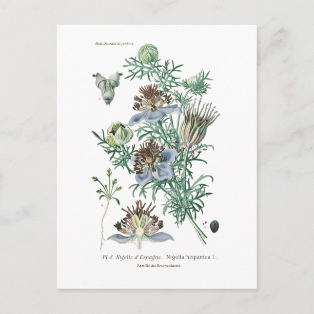 Nigella hispanica postcard (Front)