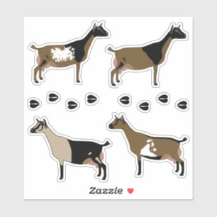 Nigerian Dwarf Dairy Goat