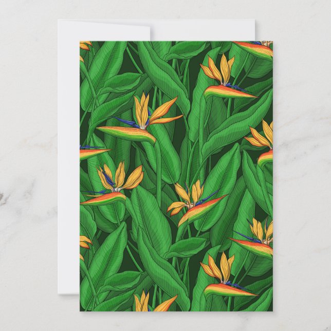 Night bird of paradise garden (Front)