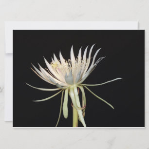 Night blooming cactus flower card