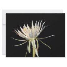Night blooming cactus flower card