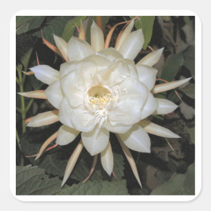 night-blooming cereus square sticker