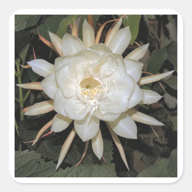 night-blooming cereus square sticker (Front)