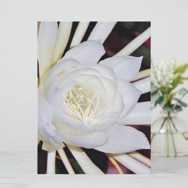 Night Blooming Flowers (Standing Front)