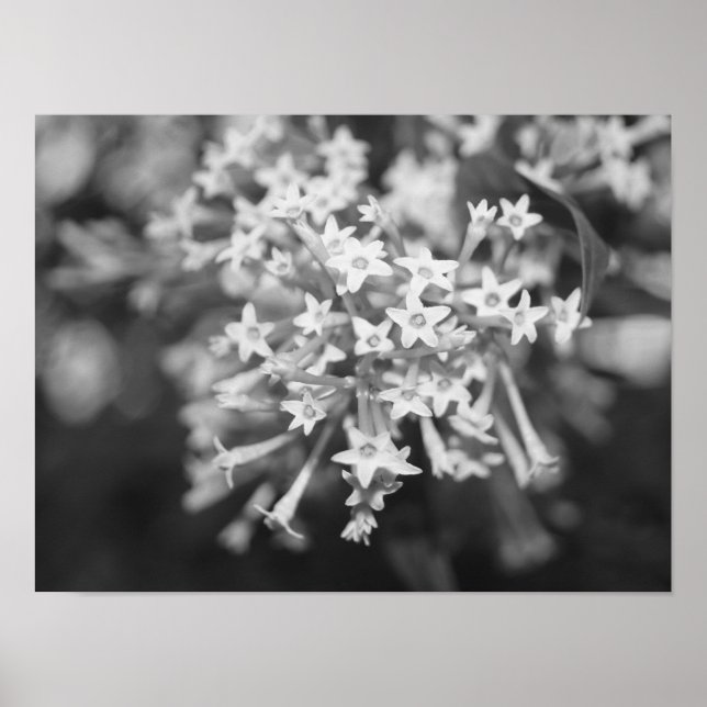 Night-blooming Jasmine Poster (Front)