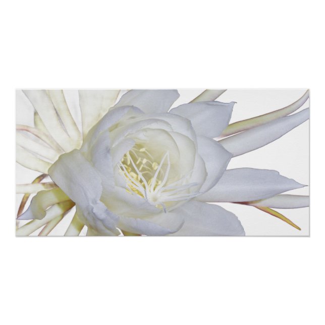 Night Blooming Staghorn Fern Poster (Front)