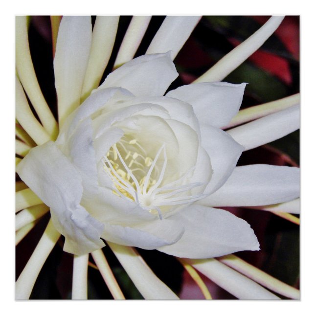 Night Blooming Staghorn Fern Poster (Front)