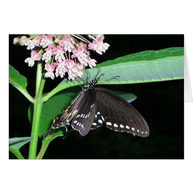 Night Butterfly Black Swallowtail at Shenandoah (Front Horizontal)