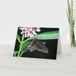 Night Butterfly Black Swallowtail at Shenandoah Card