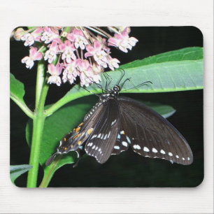 Night Butterfly Black Swallowtail at Shenandoah Mouse Mat
