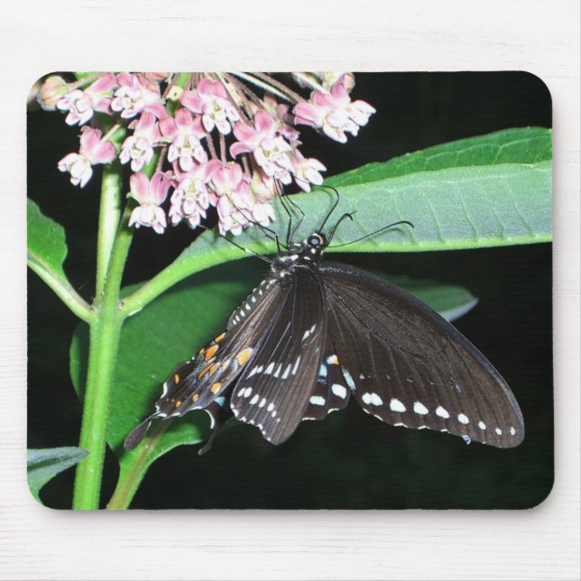 Night Butterfly Black Swallowtail at Shenandoah Mouse Mat (Front)