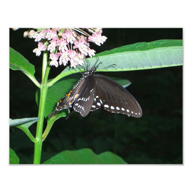 Night Butterfly Black Swallowtail at Shenandoah Photo Print (Front)