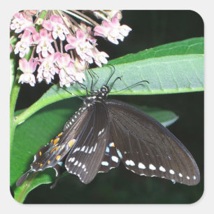 Night Butterfly Black Swallowtail at Shenandoah Square Sticker