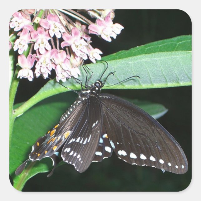 Night Butterfly Black Swallowtail at Shenandoah Square Sticker (Front)