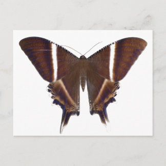 Night Butterfly Postcard