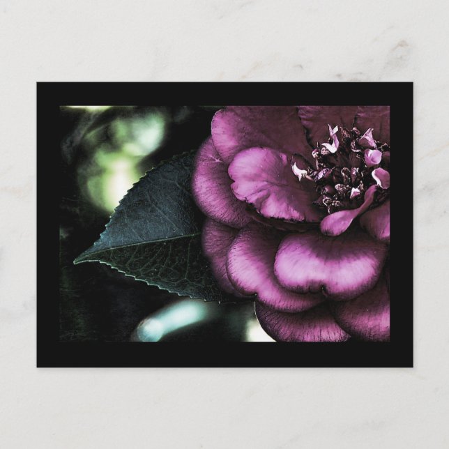 Night Camellia Postcard (Front)