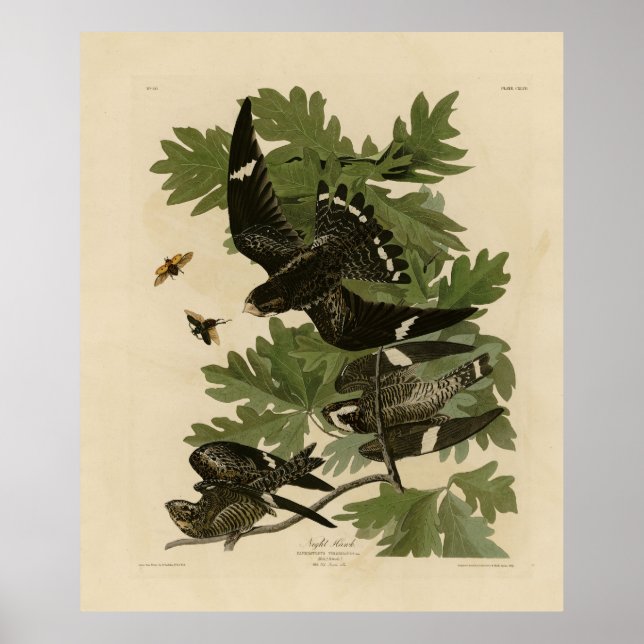 Night Hawk - John James Audubon's Birds of America Poster (Front)