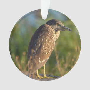 Night Heron Bird Photo Ornament 