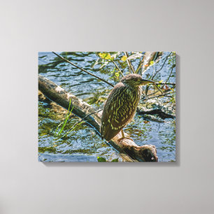 Night Heron jv Canvas Print