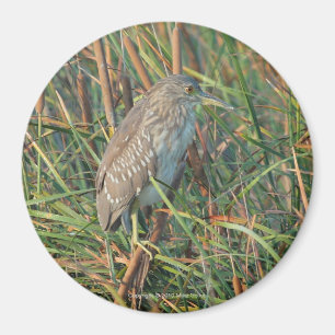 Night Heron Magnet