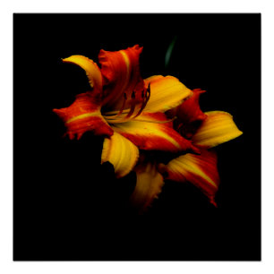 Night Lily... Poster