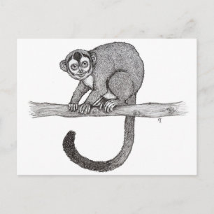 Night monkey (Aotus spec.) sketch by Nicole Janes Postcard