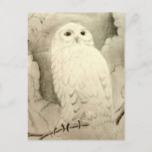 Night Owl Postcard