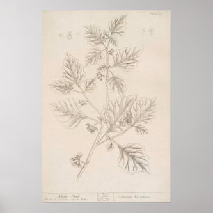 Night shade botanical drawing poster