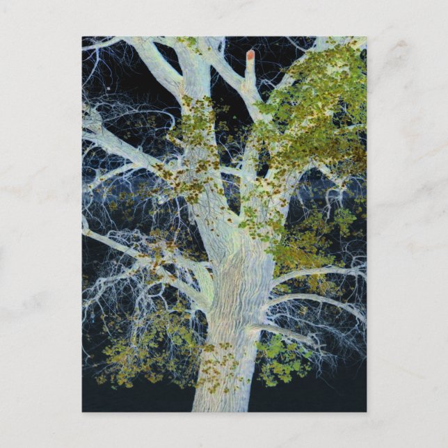 "Night Tree" Digitally altered image of Tree & Sky Postcard (Front)