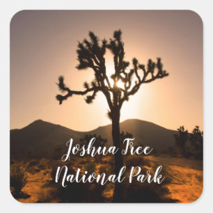 Nightfall begins at Joshua Tree  Square Sticker