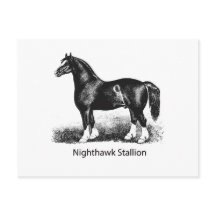 Nighthawk StallionProduct Selected Multiple
