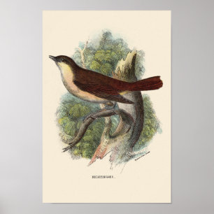 NIGHTINGALE PRINT