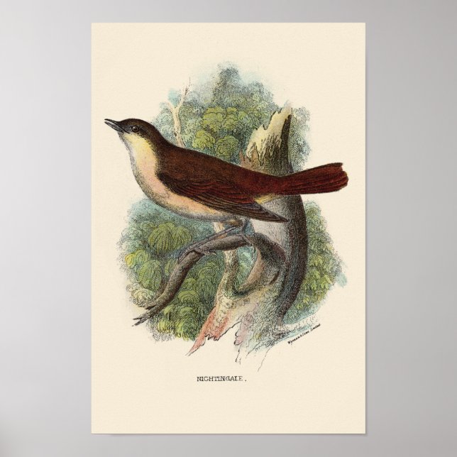 NIGHTINGALE PRINT (Front)