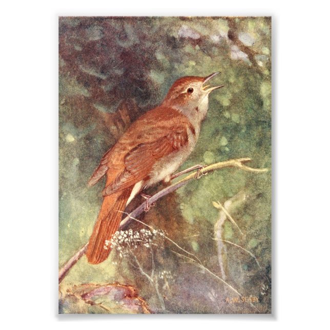 Nightingale Singing Photo Print (Front)