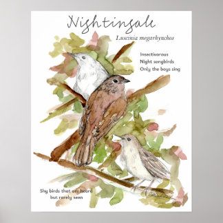 Nightingale Songbird Leaves Trees Drawing Poster