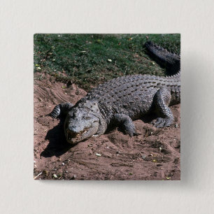 Nile Crocodile 15 Cm Square Badge