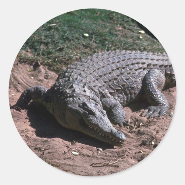 Nile Crocodile Classic Round Sticker (Front)
