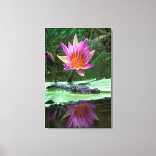 Nile Crocodile (Crocodylus Niloticus) Hatchling Canvas Print