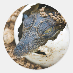 Nile Crocodile Hatchling Emerging From Egg Classic Round Sticker