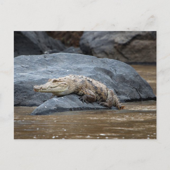 Nile crocodile on a rock postcard (Front)