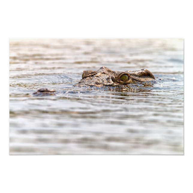 Nile Crocodile Photo Print (Front)